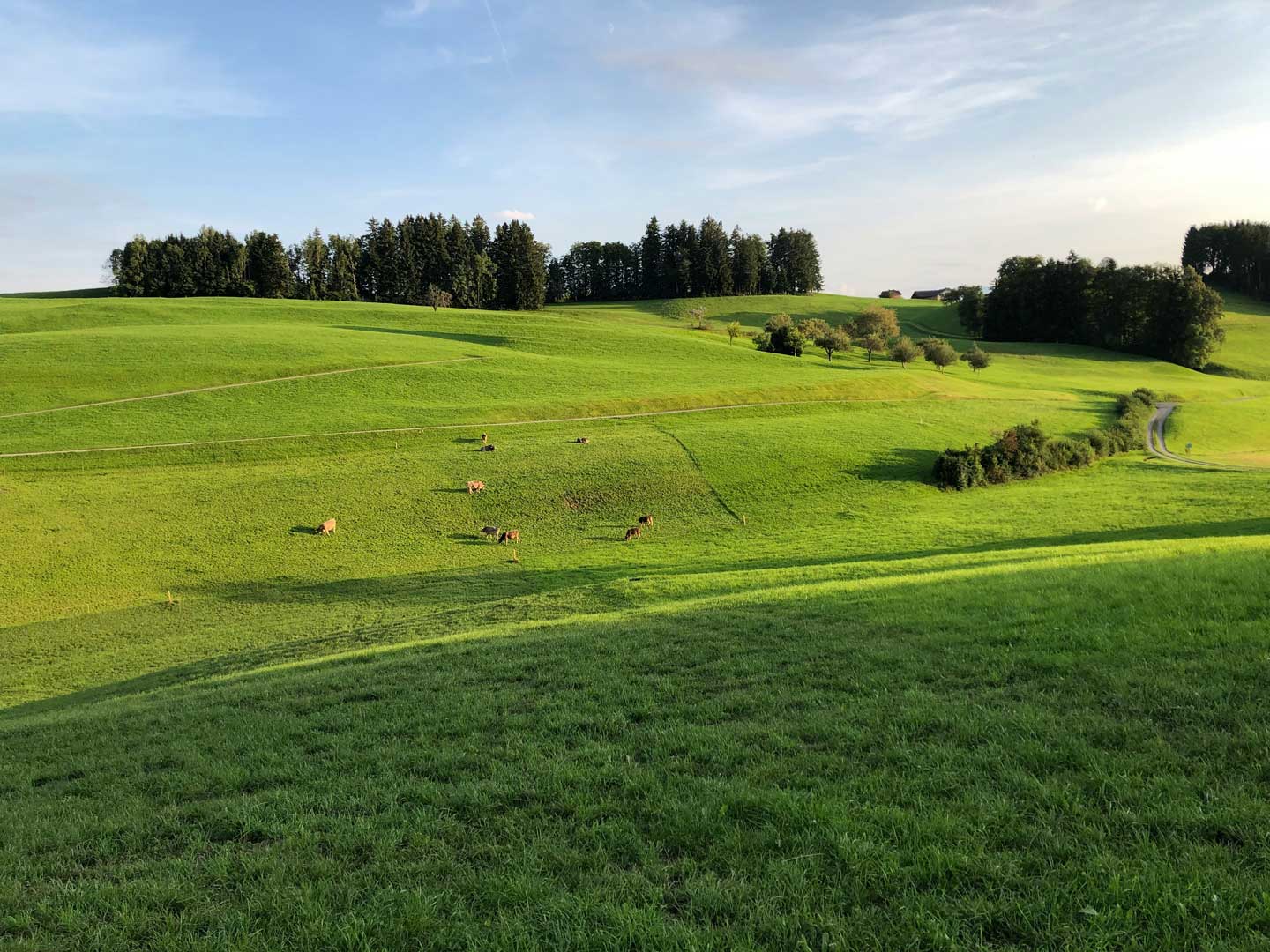 goldingen.jpg